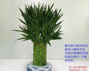 六角花盆的最佳种植选择（适合种植的花种有哪些）