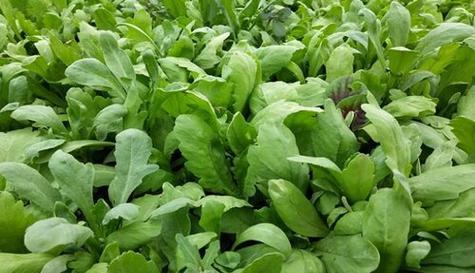 六七月份菜园子里的好物（种植计划）