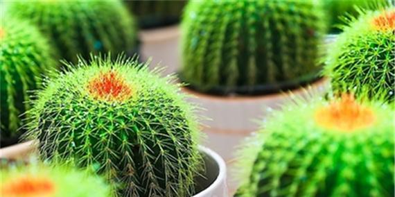 六月种植指南——选择适合季节的植物（夏日花开）