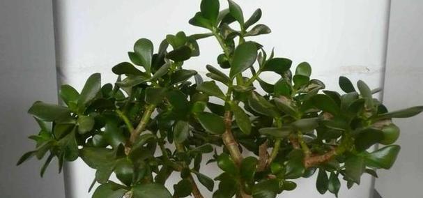 六月种植指南——选择适合季节的植物（夏日花开）