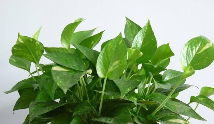 六月种植指南——选择适合季节的植物（夏日花开）