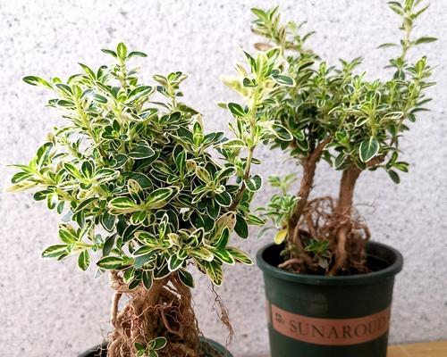 六月雪的放置方法与注意事项（卧室也适用）