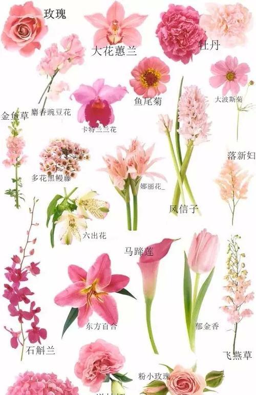 六月雪扦插时间和方法详解（如何在最佳时间扦插六月雪）