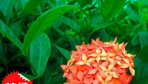 龙船花是草本还是木本植物（探究龙船花的生长特点和分类标准）