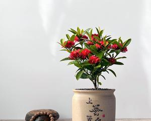 种龙船花，大盆还是小盆（探讨龙船花种植的最佳容器及管理技巧）