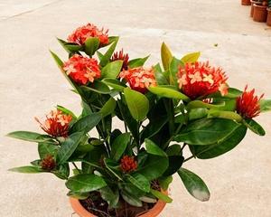 种龙船花，大盆还是小盆（探讨龙船花种植的最佳容器及管理技巧）