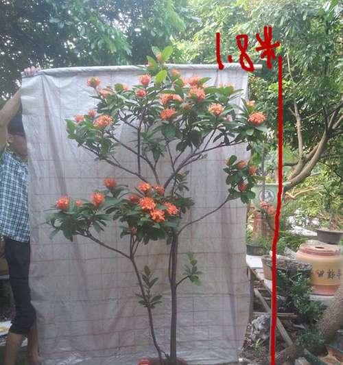 种龙船花，大盆还是小盆（探讨龙船花种植的最佳容器及管理技巧）