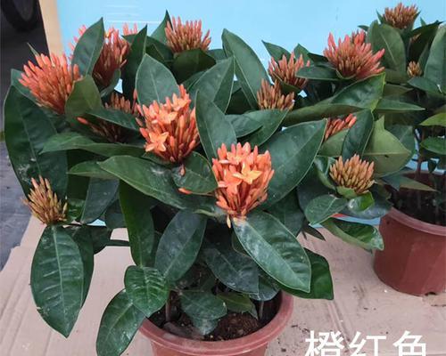 家庭养法——龙船花的养护技巧（从选购到养护）