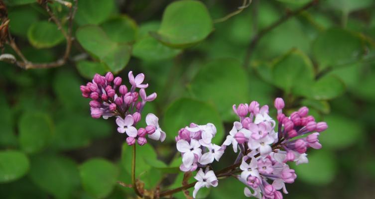 丁香花语的深刻寓意与传承（探索丁香花语的起源）