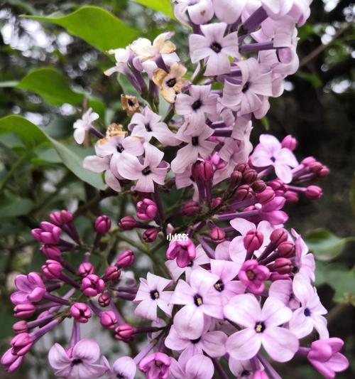 丁香花的代表意思（揭开丁香花象征之谜）