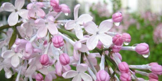 丁香花的代表意思（揭开丁香花象征之谜）