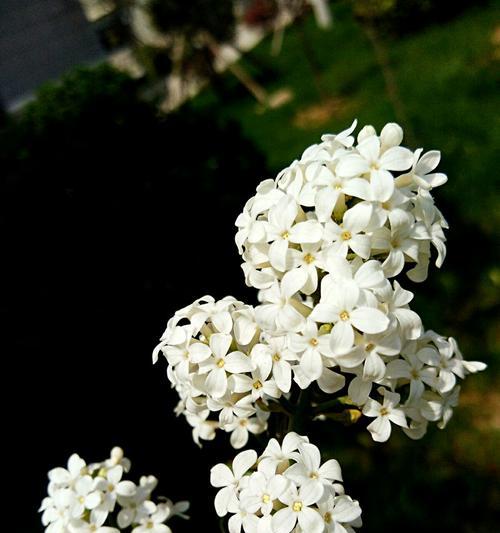 丁香花花语的意义与传承（传承千年的芬芳与祝福之语）