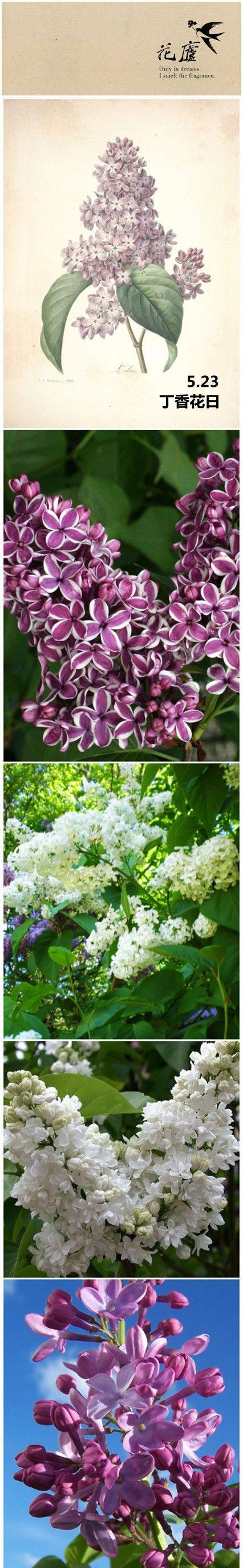 丁香花的花语与象征意义（探寻丁香花的神秘花语）
