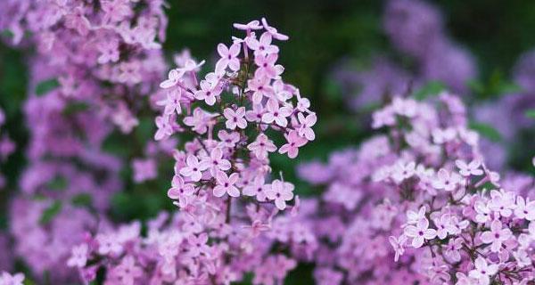 丁香花的花语与象征意义（探寻丁香花的神秘花语）