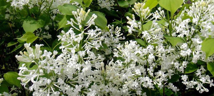 丁香花语（探索丁香花所代表的花语）