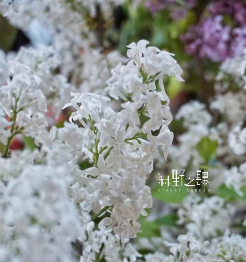 丁香花语（探索丁香花所代表的花语）