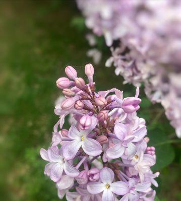 丁香花语（探索丁香花所代表的花语）