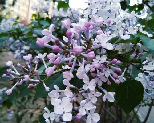 丁香花的美丽与寓意（探寻丁香花的象征意义与文化内涵）