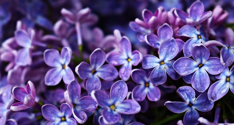 丁香花的美丽与寓意（探寻丁香花的象征意义与文化内涵）