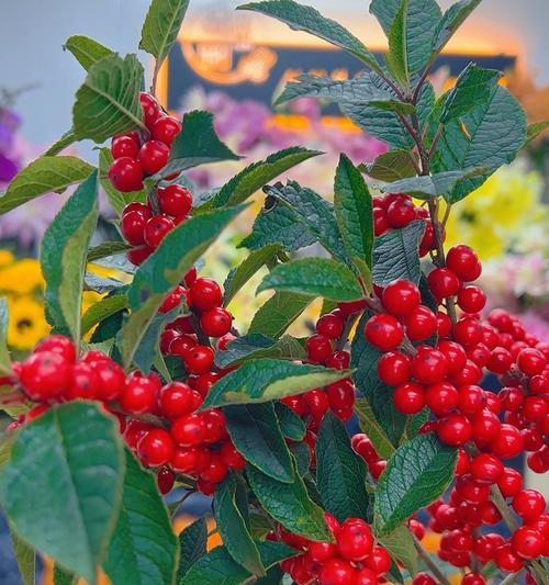 冬青树的花语——寓意与象征（悠久传承的自然符号）