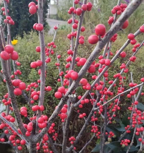 冬青树的花语——寓意与象征（悠久传承的自然符号）
