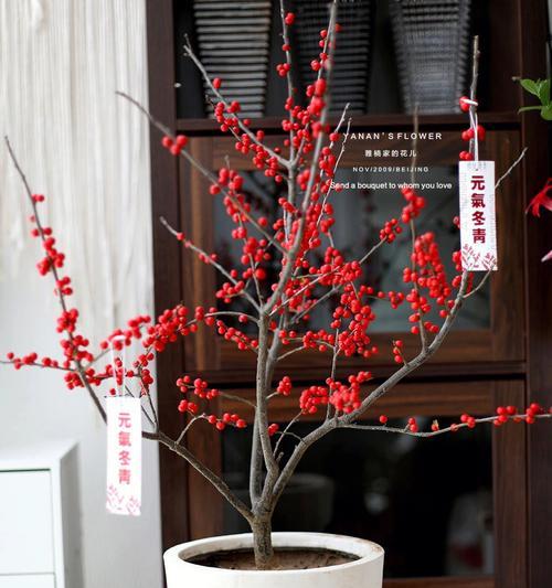 冬青树的花语——寓意与象征（悠久传承的自然符号）