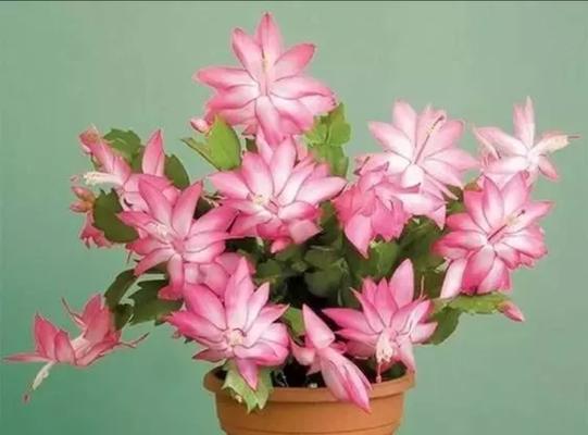 冬日花语（探寻冬季的代表花）