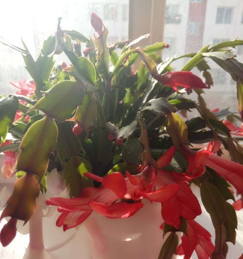 冬日花卉的花语—寒冬中的生命之美（揭秘冬天花卉的花语及寓意）