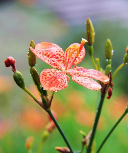 冬日花卉的花语—寒冬中的生命之美（揭秘冬天花卉的花语及寓意）