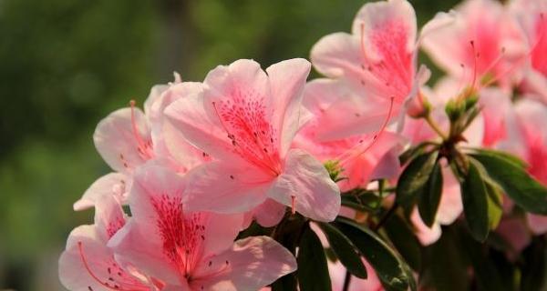 杜鹃花的花语与寓意（探秘杜鹃花的神奇含义）