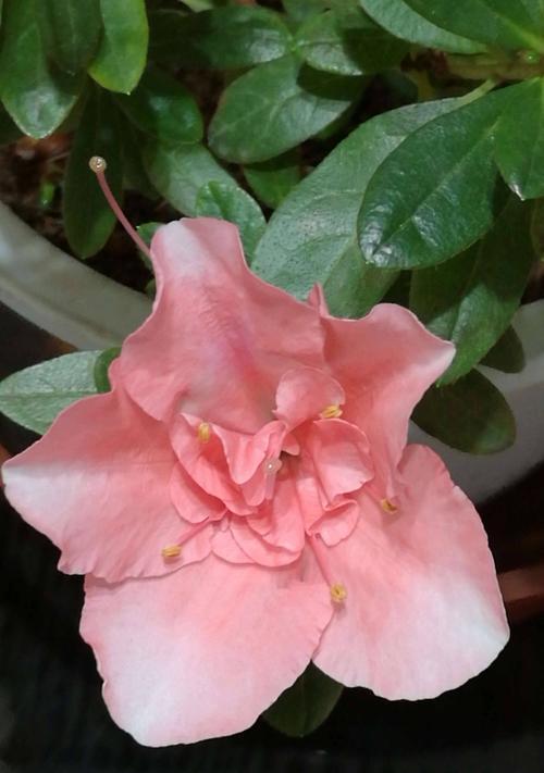 杜鹃花的花语与寓意（探索杜鹃花所传递的深层含义）