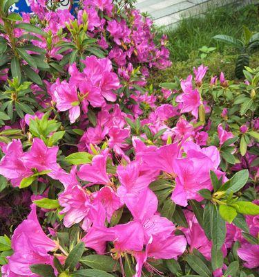 杜鹃花的花语与寓意（探索杜鹃花所传递的深层含义）
