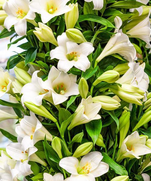 百合花（揭秘百合花的寓意与象征）