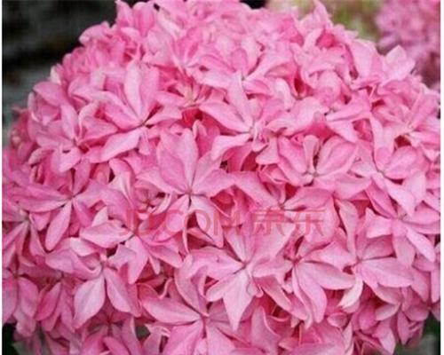 粉红色绣球花，浪漫与美满的象征（传递爱意的绚烂花语）