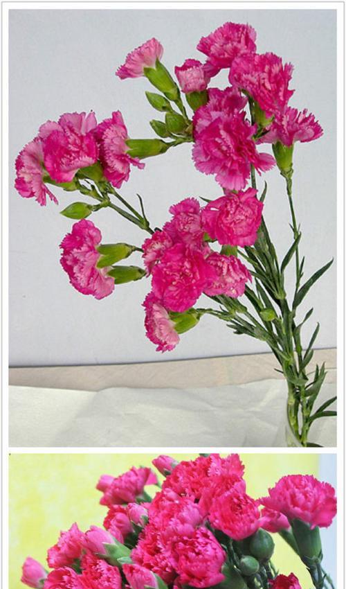 爱与感恩——粉康乃馨花语的传递（用花语诉说深情）