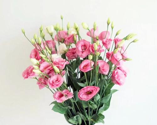 粉色桔梗花语-传递爱与祝福的使者（桔梗花的花语及象征意义解读）