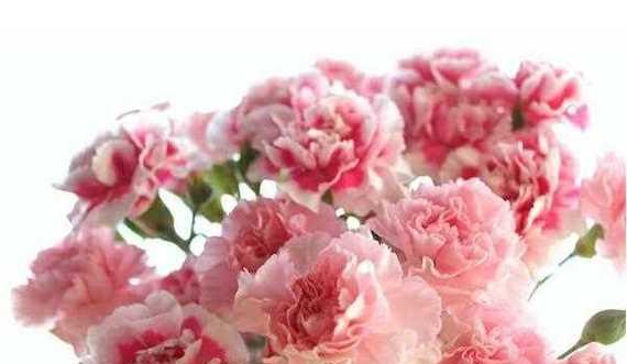 粉色康乃馨花语（康乃馨）