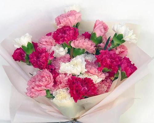 粉色康乃馨花语（康乃馨）