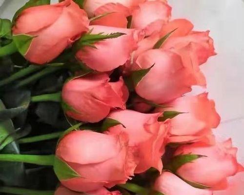 粉色玫瑰花的代表寓意（探索粉色玫瑰花的象征与意义）