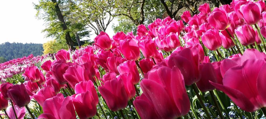 粉色郁金香花语——浪漫与温柔（探寻粉色郁金香花语的深意）