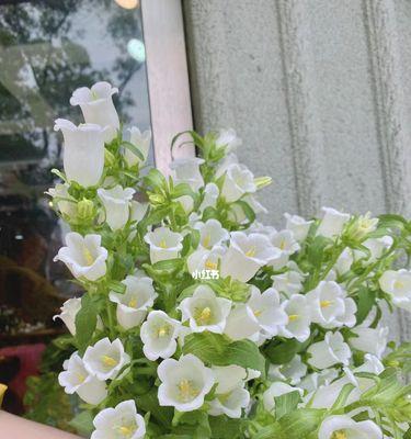 风铃草之花语与寓意（探寻风铃草的花语和象征意义）
