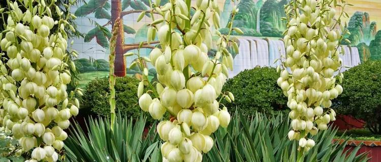 凤尾丝兰之美——花语与魅力（奇妙而神秘的凤尾丝兰）