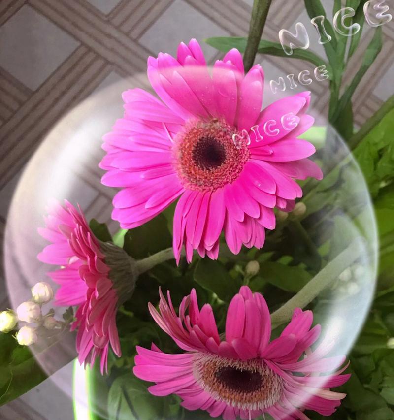 扶郎花——花开如诗（探寻扶郎花的花语与美丽）