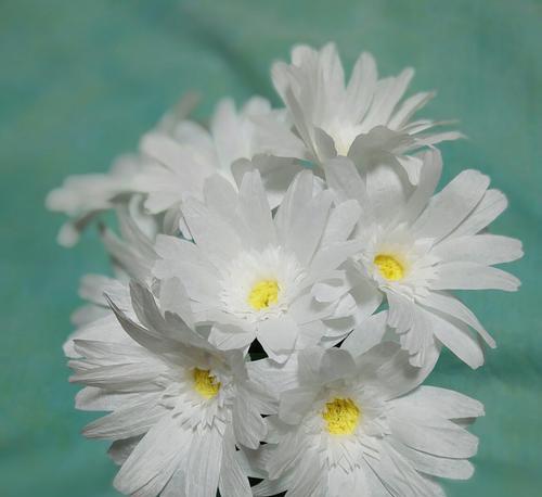 以扶郎的花语，诠释爱情的美妙（花开花落）