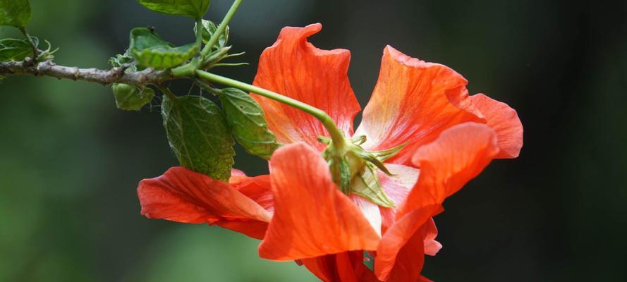 扶桑花语（真情永恒的花语解读）