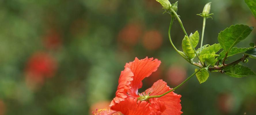 扶桑花语（真情永恒的花语解读）