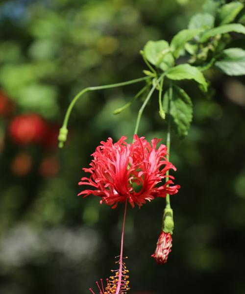 扶桑花（盛开的花朵传递着无尽的爱与美）