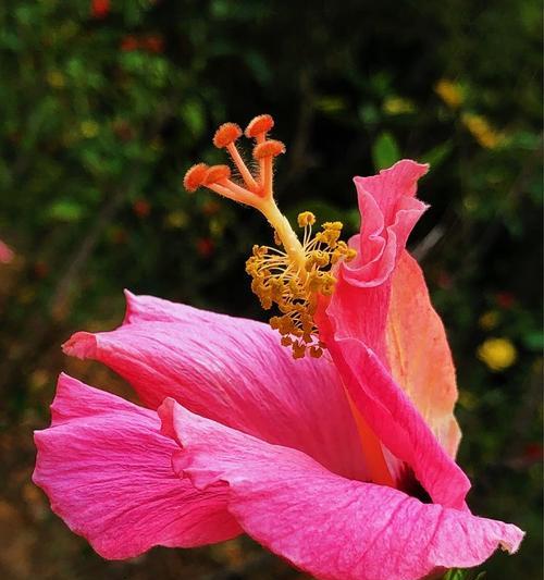 扶桑花（盛开的花朵传递着无尽的爱与美）