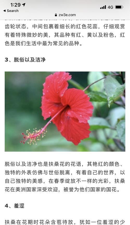 扶桑花（盛开的花朵传递着无尽的爱与美）