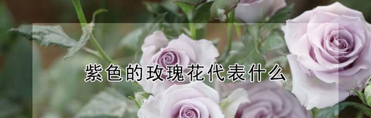 玫瑰花的寓意与花语（探索不同颜色的玫瑰花所传达的情感和意义）